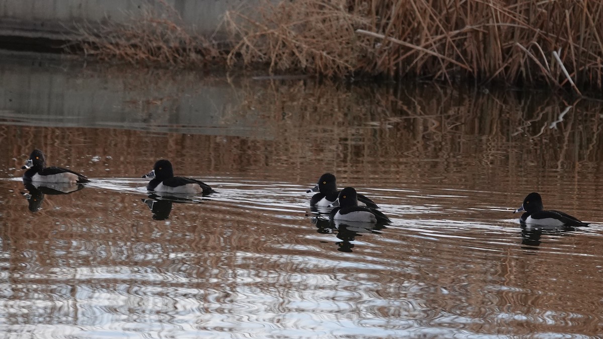 Ringschnabelente - ML646907243