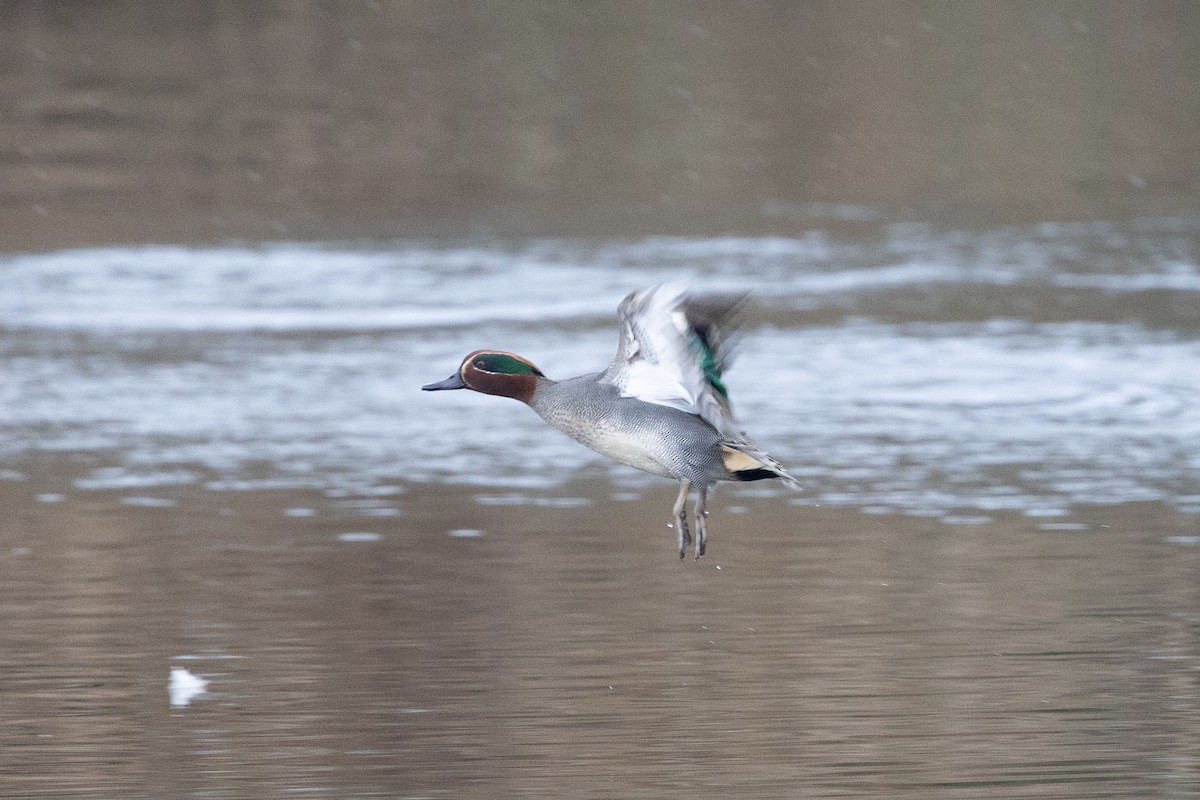 Green-winged Teal - ML646907251