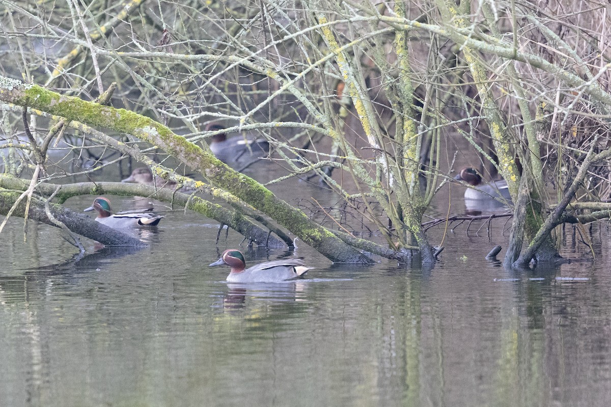 Green-winged Teal - ML646907252