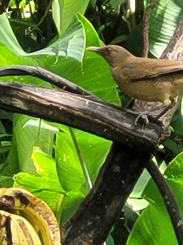 Zorzal Pardo - ML646907253