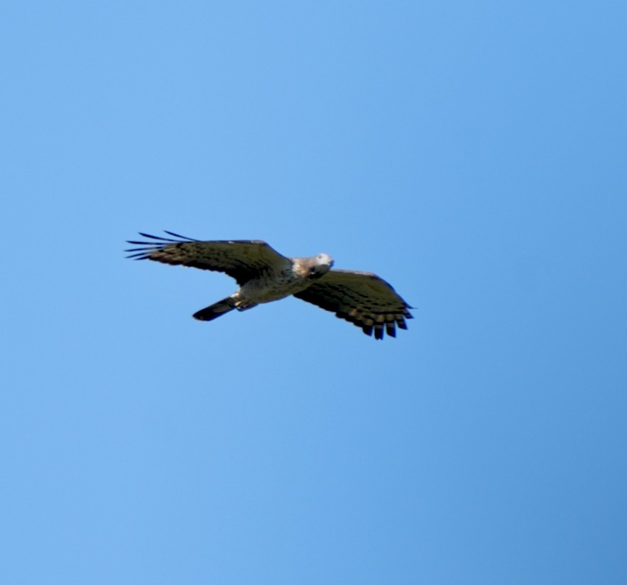 אייה מזרחית - ML646907258