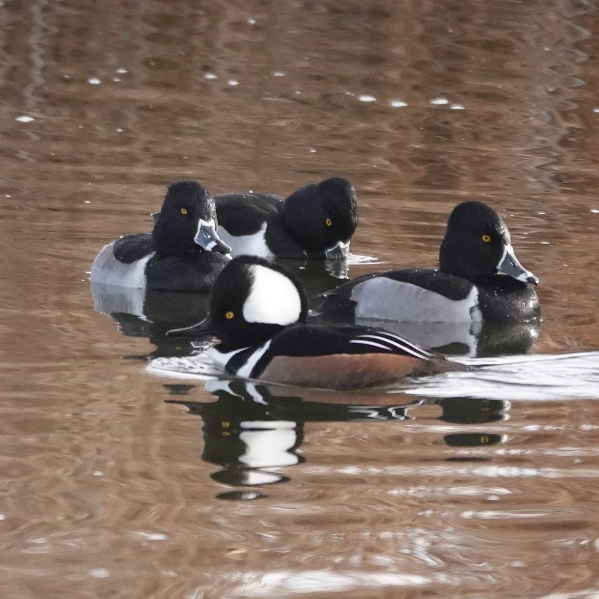 Kappensäger - ML646907264