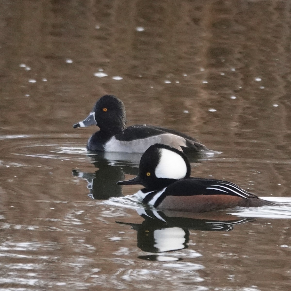 Kappensäger - ML646907265