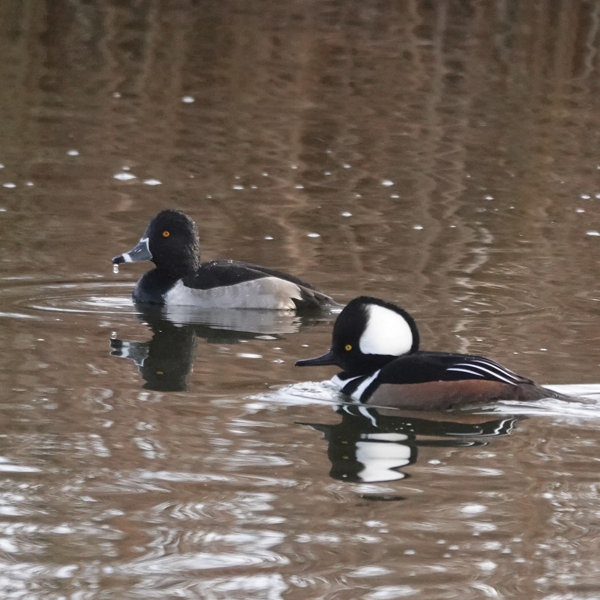 Kappensäger - ML646907266