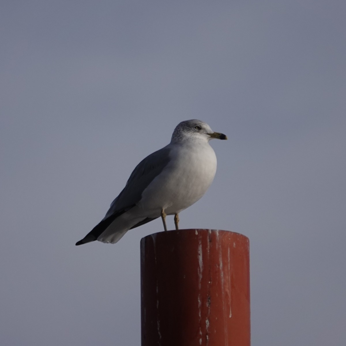 Ringschnabelmöwe - ML646907270