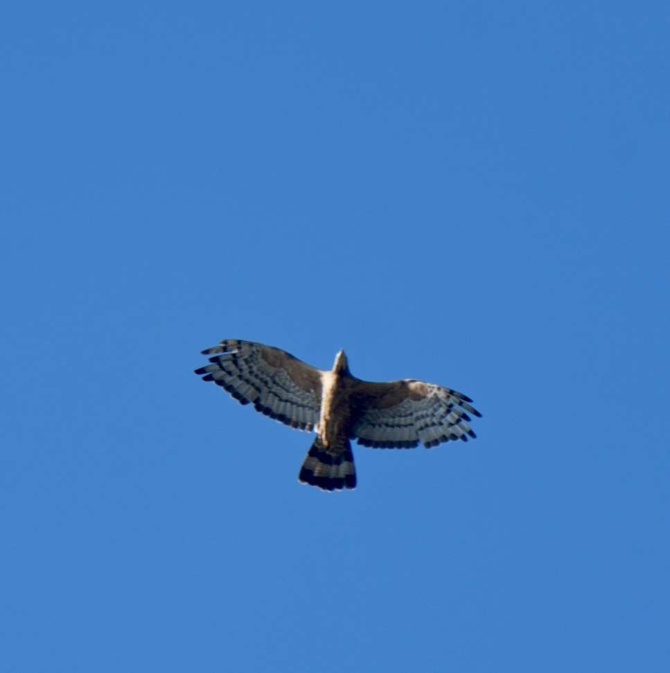 אייה מזרחית - ML646907273