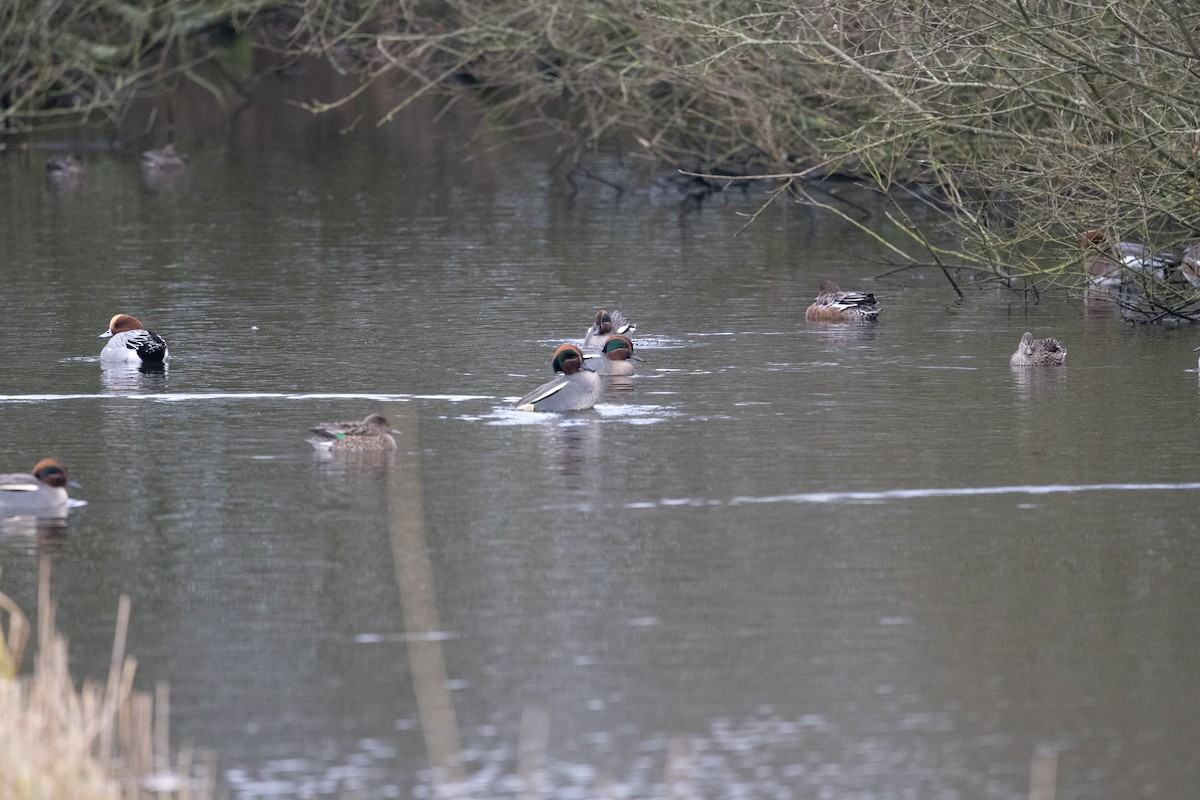 Green-winged Teal - ML646907276