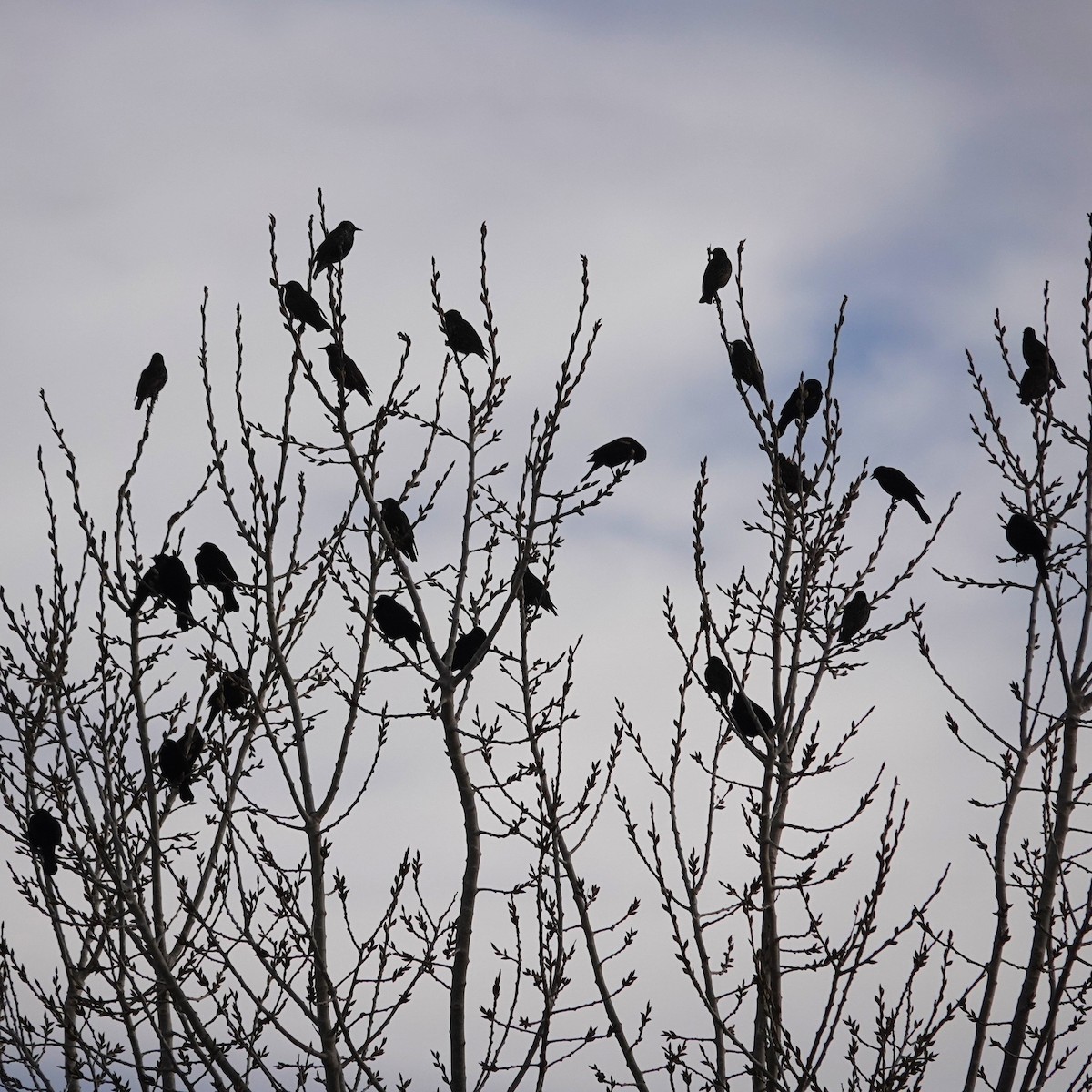 Rotflügelstärling - ML646907280