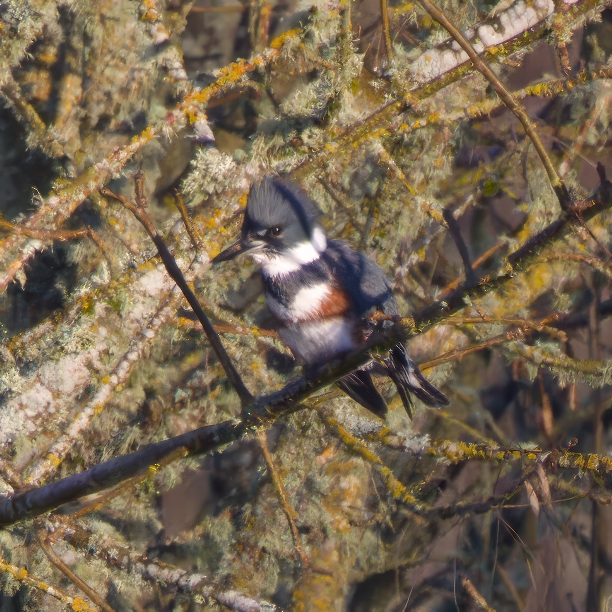 Belted Kingfisher - ML646907282