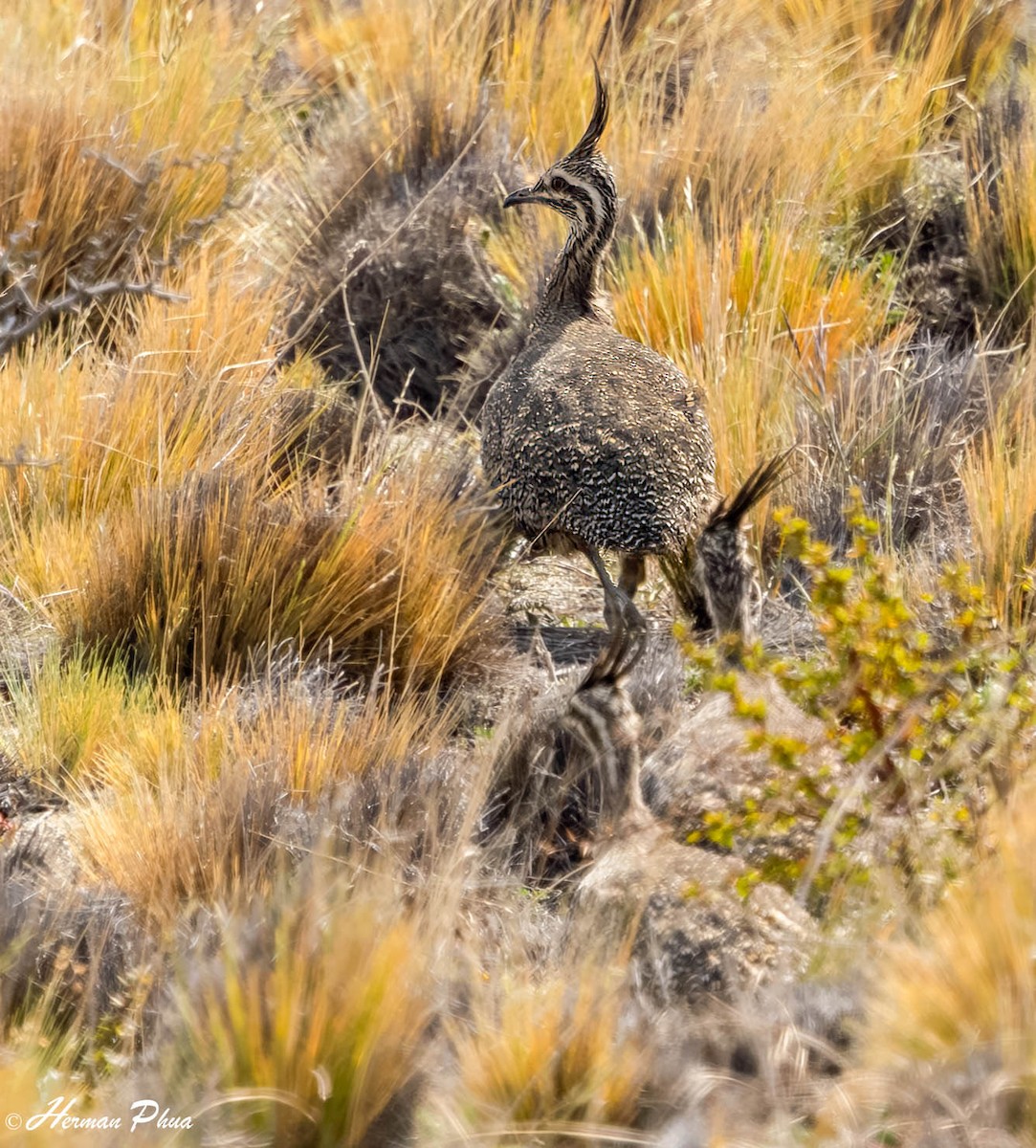 Elegant Crested-Tinamou - ML646907283