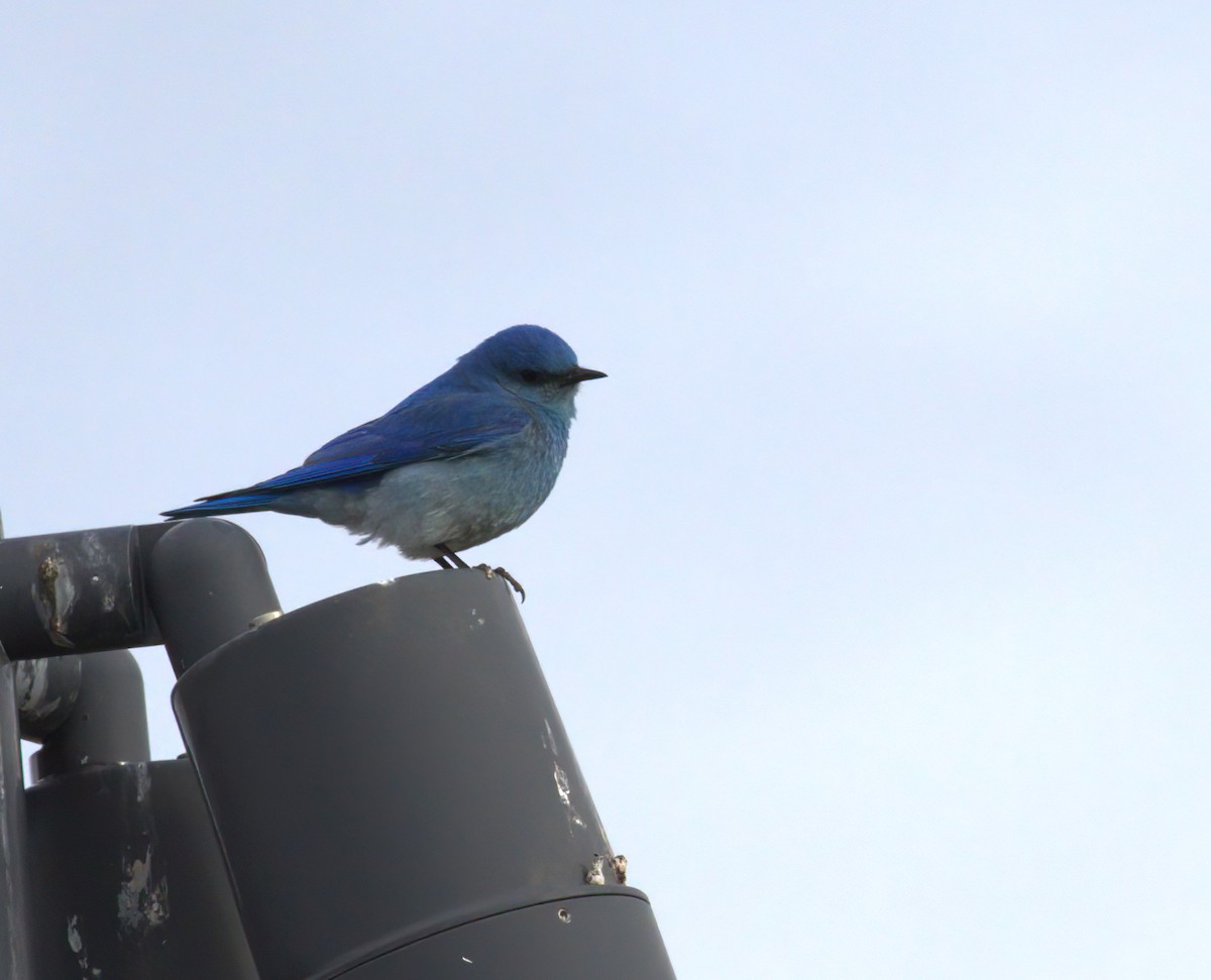Mountain Bluebird - ML646907285