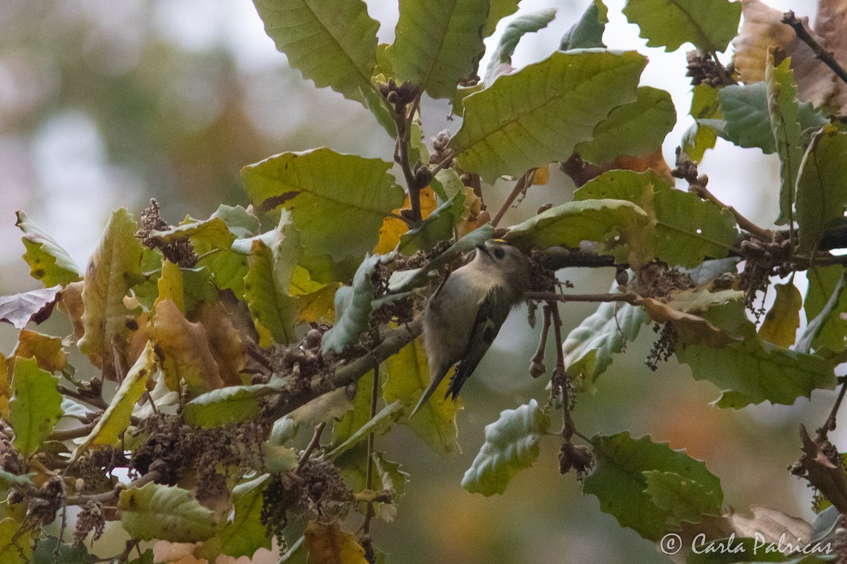 戴菊鳥 - ML646907287