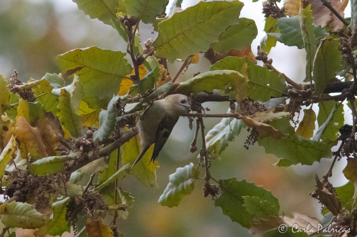 戴菊鳥 - ML646907288