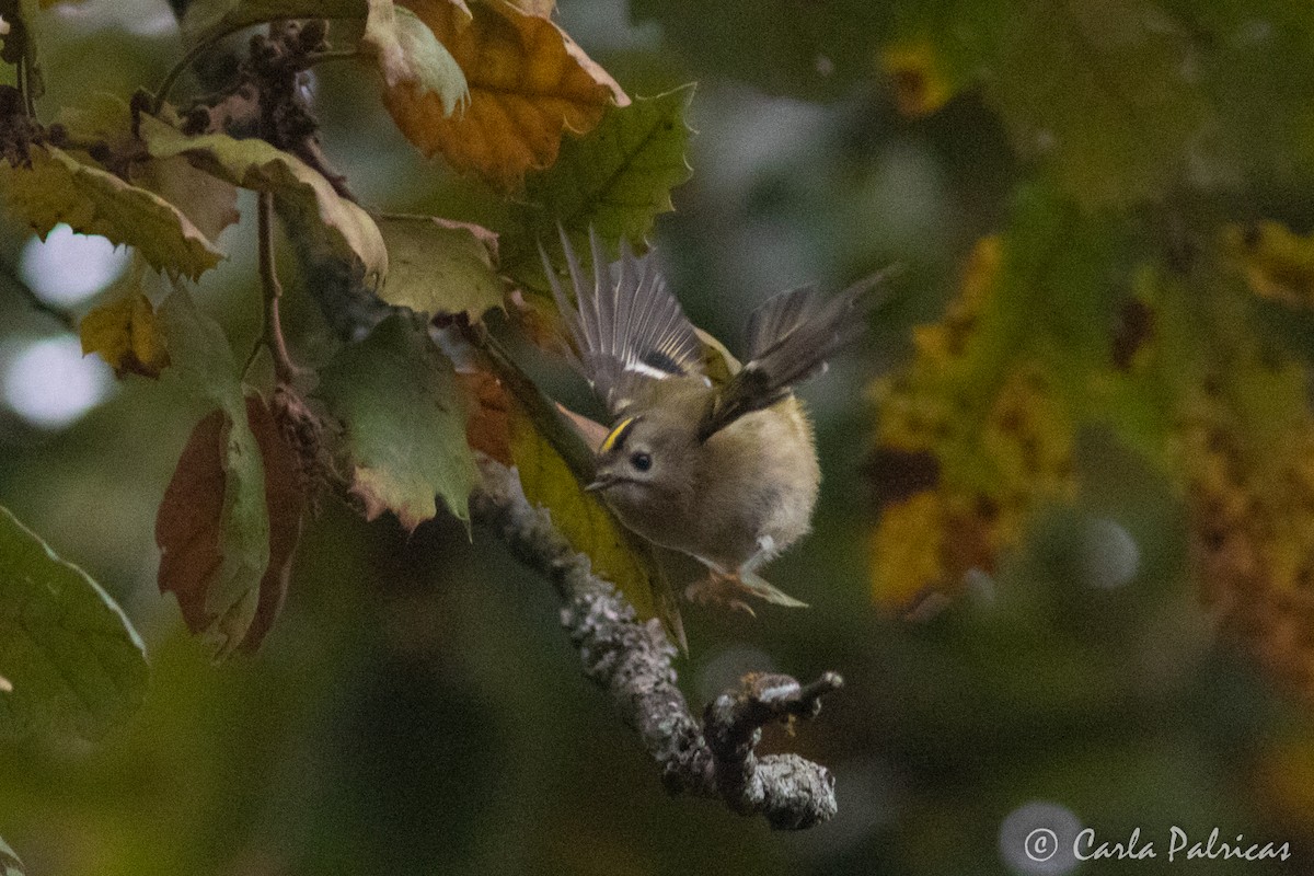 戴菊鳥 - ML646907289