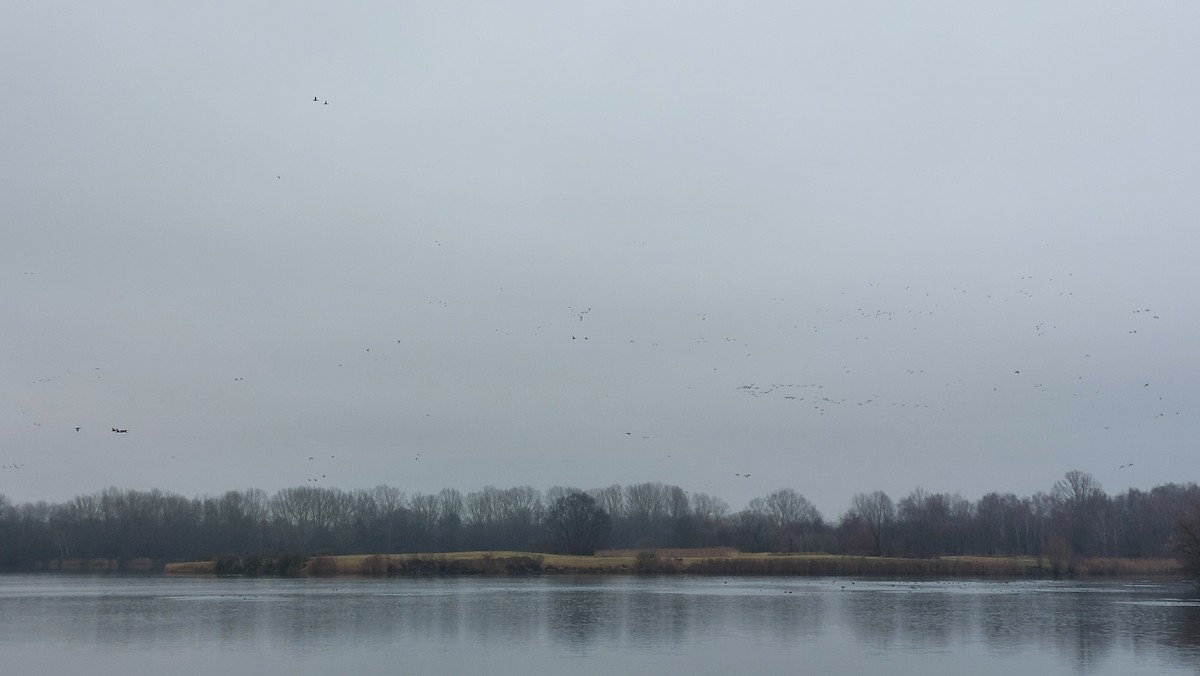 Basahatea - ML646907307