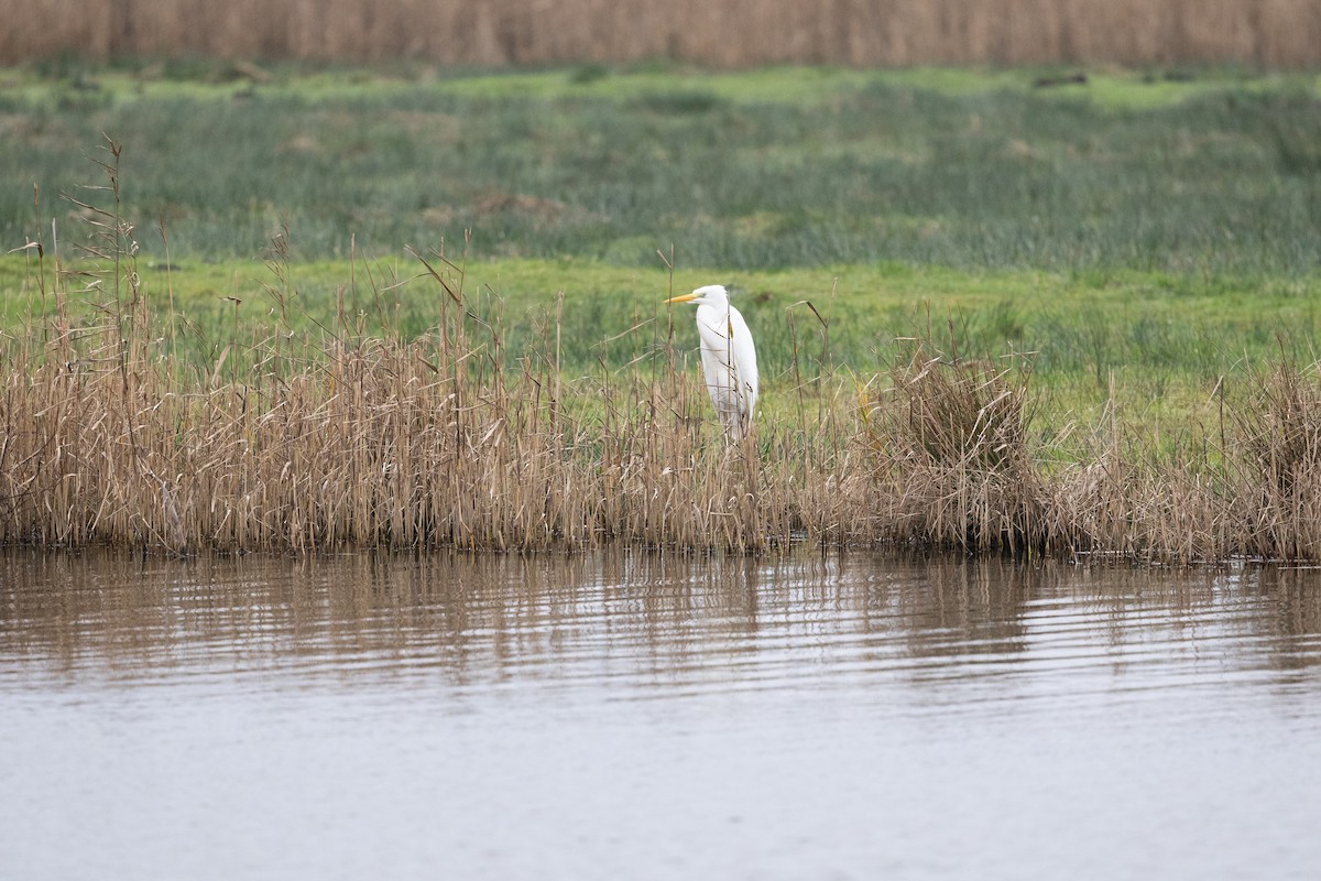 Great Egret - ML646907309