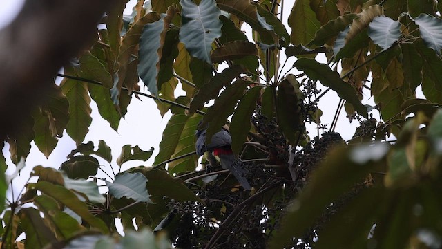 Lettered Aracari - ML646907315