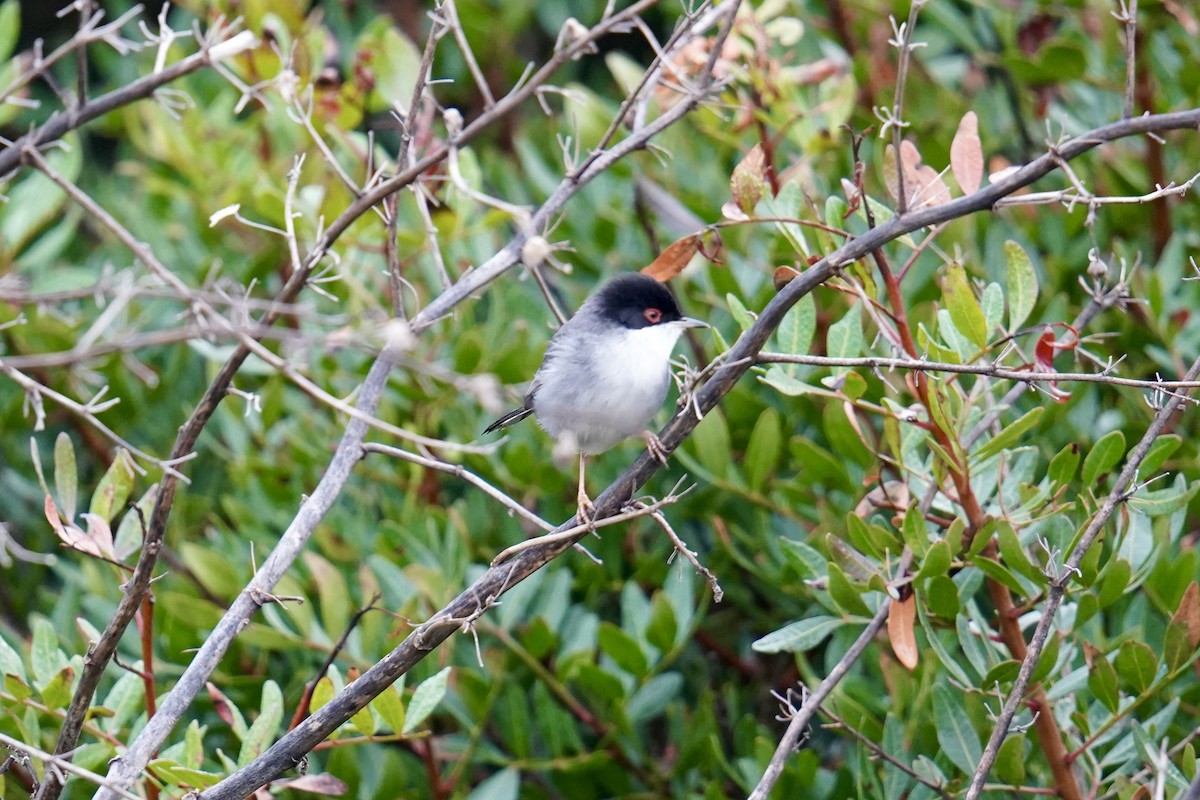 Fauvette mélanocéphale - ML646907318