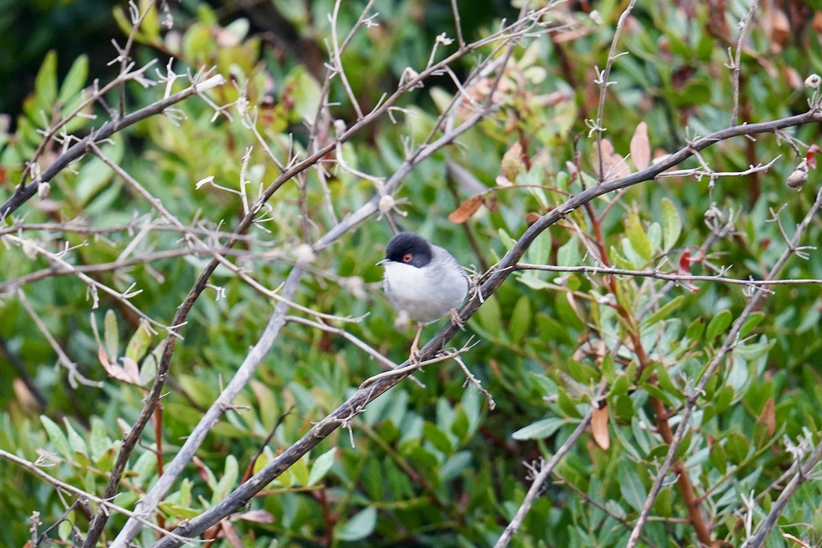 Fauvette mélanocéphale - ML646907319