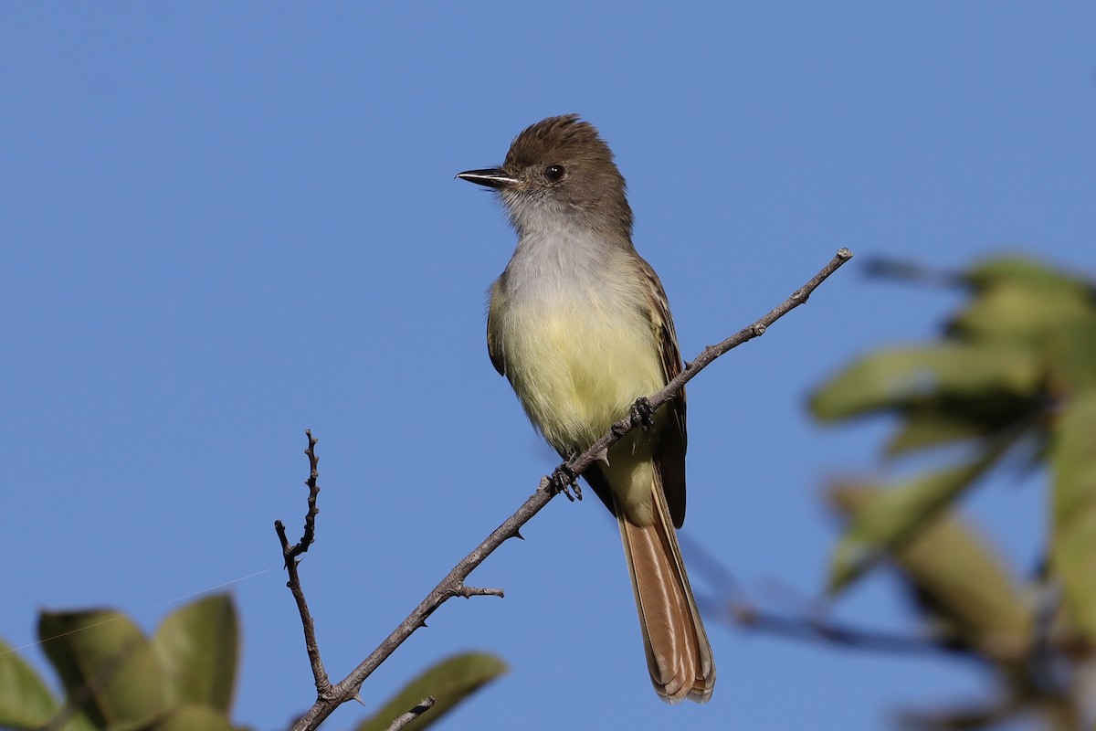 Nutting's Flycatcher - ML646907321