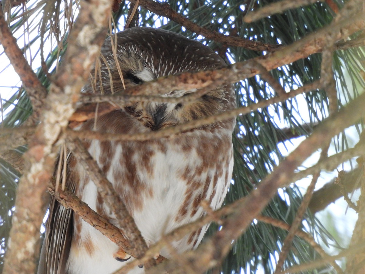 Североамериканский сыч - ML646907322