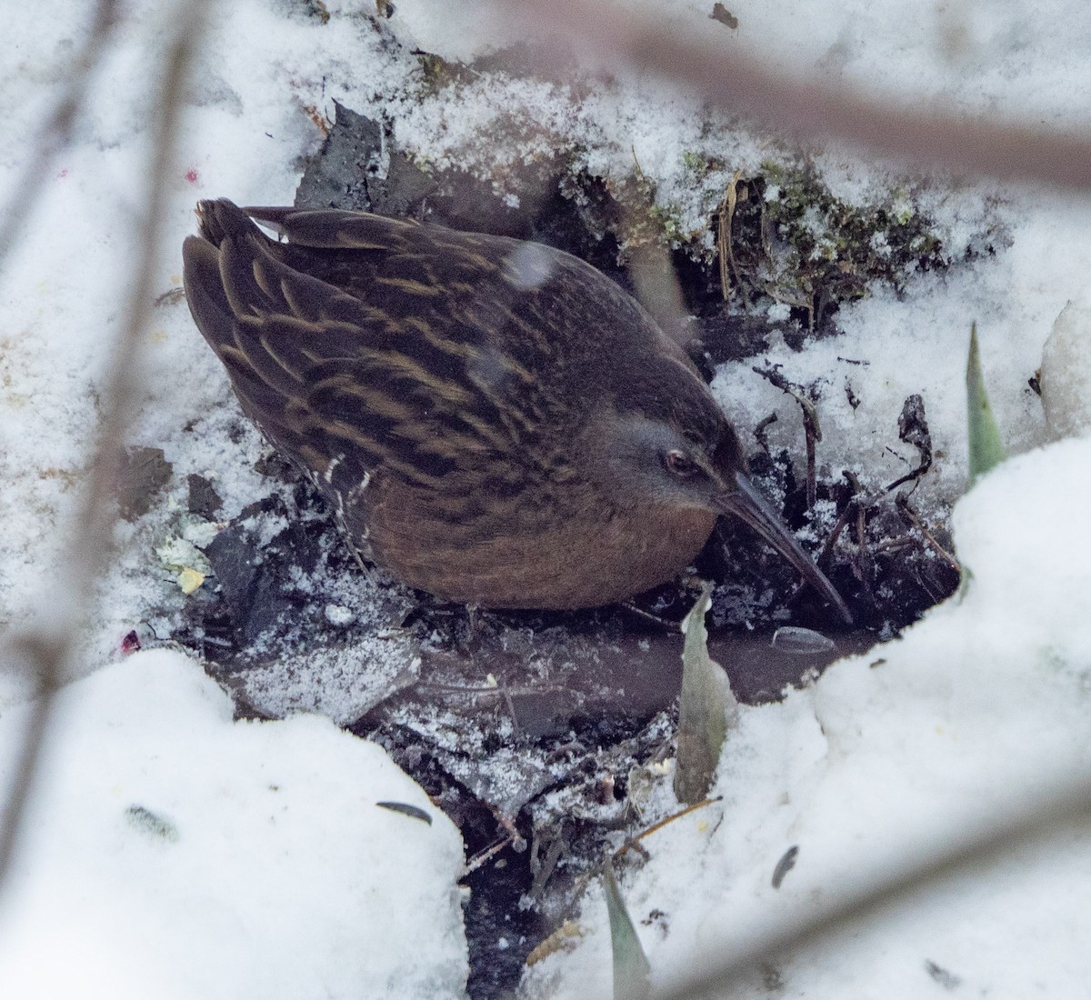 Virginia Rail - ML646907327