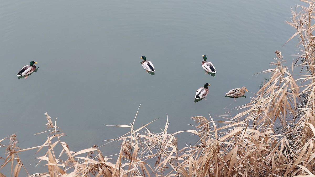 Basahatea (etxekoa) - ML646907331