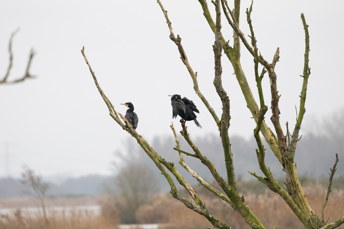 Great Cormorant - ML646907332