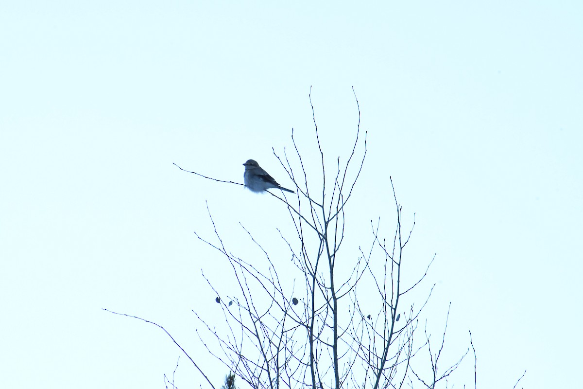 Northern Shrike - ML646907334