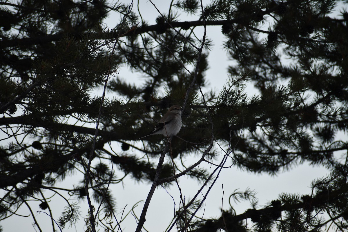 Northern Shrike - ML646907336