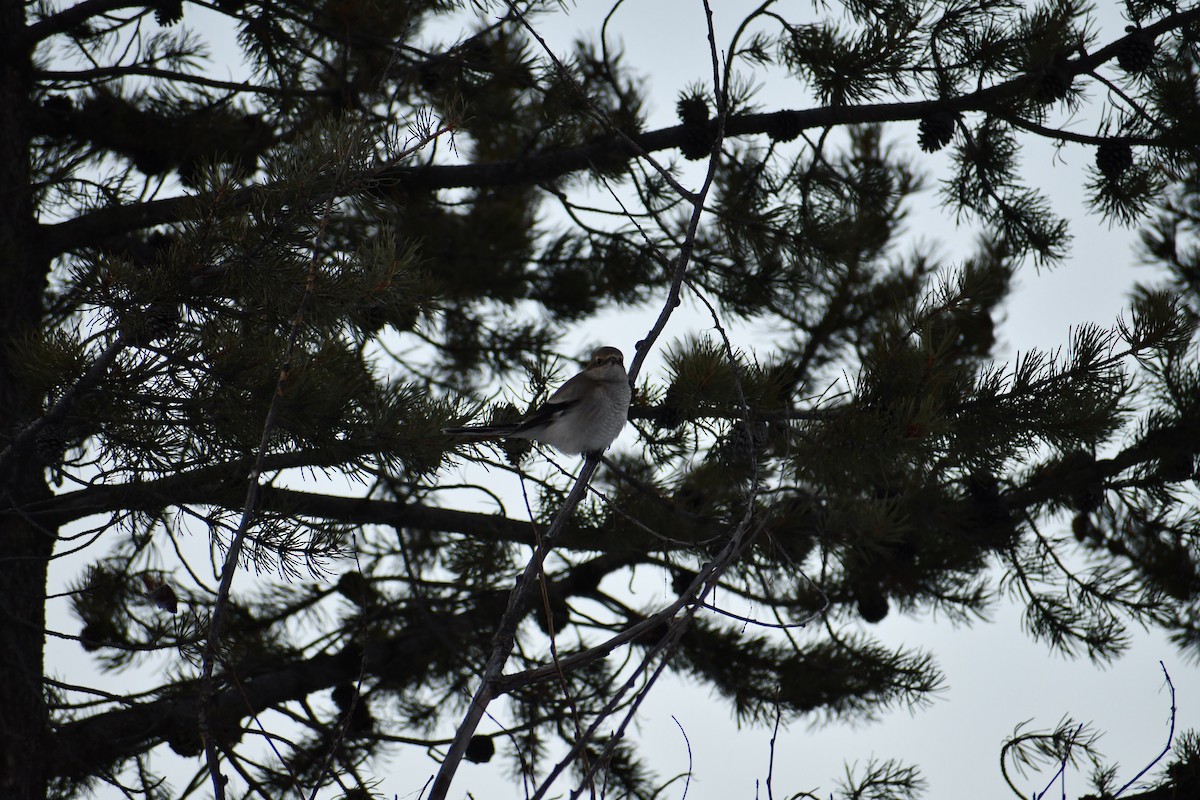 ťuhýk severní - ML646907337