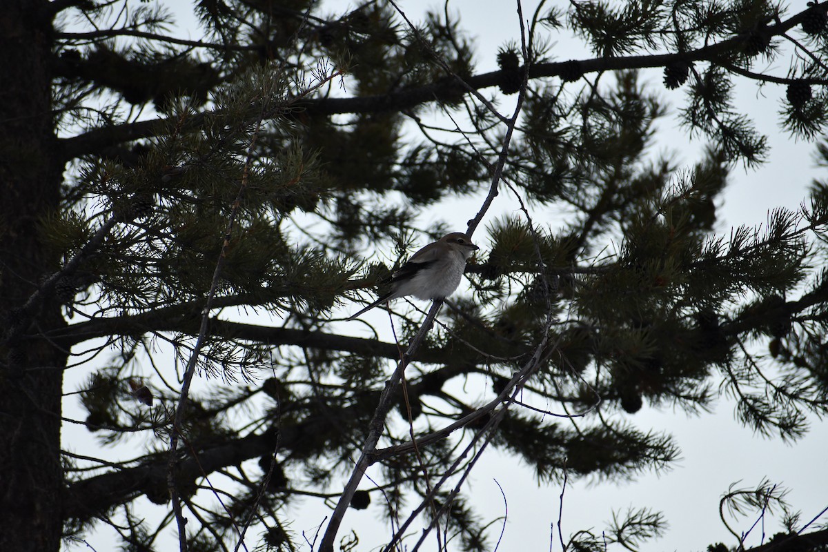 ťuhýk severní - ML646907338