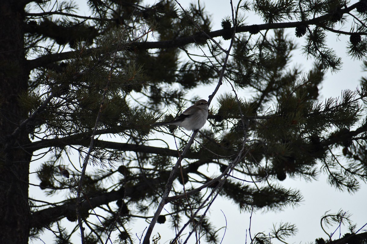 ťuhýk severní - ML646907339