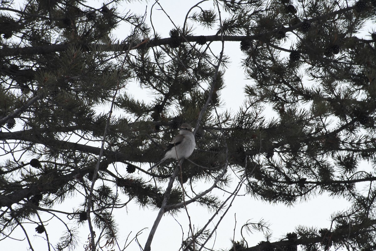 ťuhýk severní - ML646907340