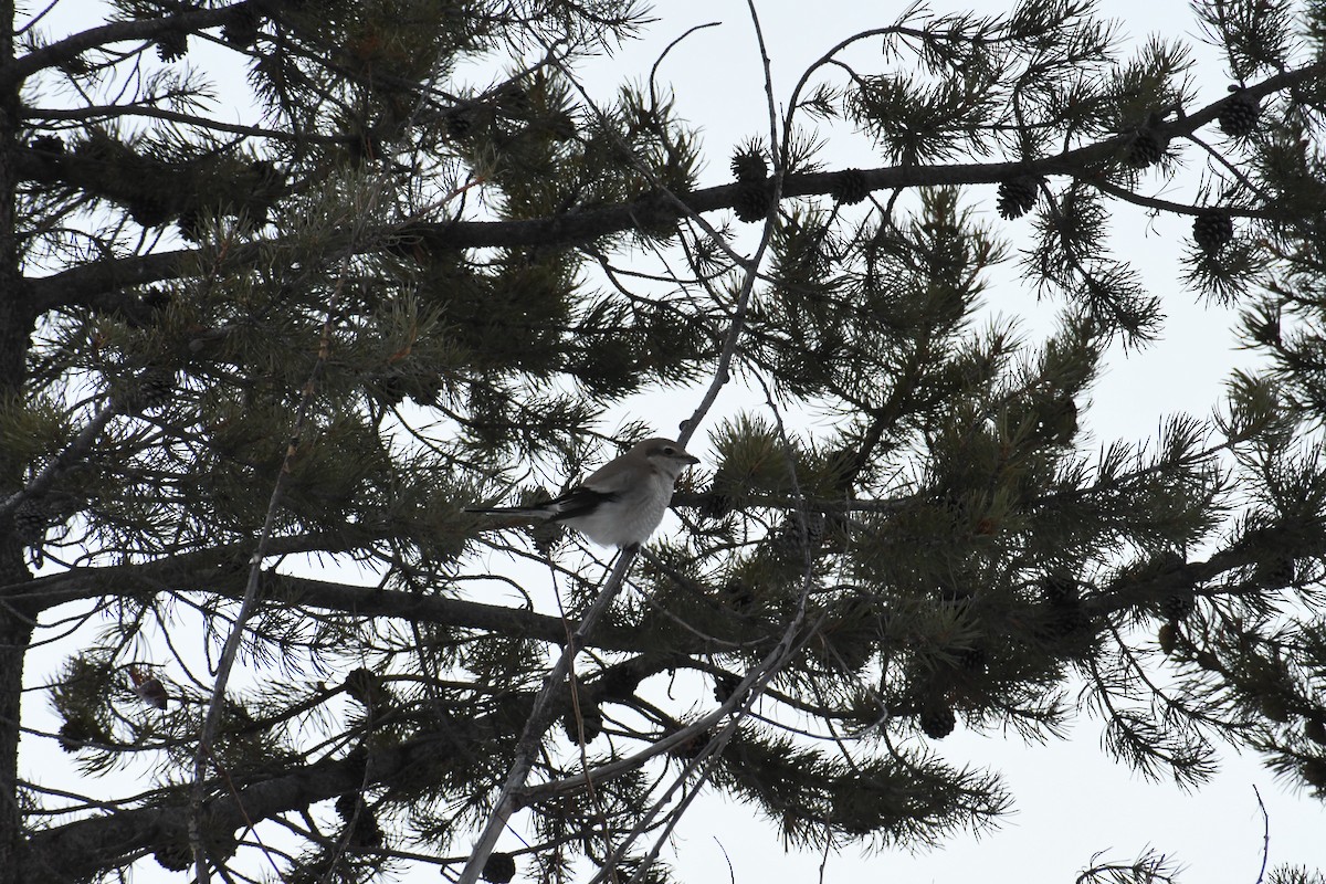 ťuhýk severní - ML646907341