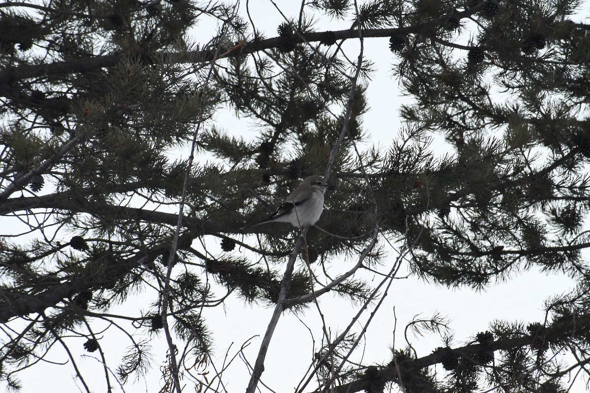 ťuhýk severní - ML646907343