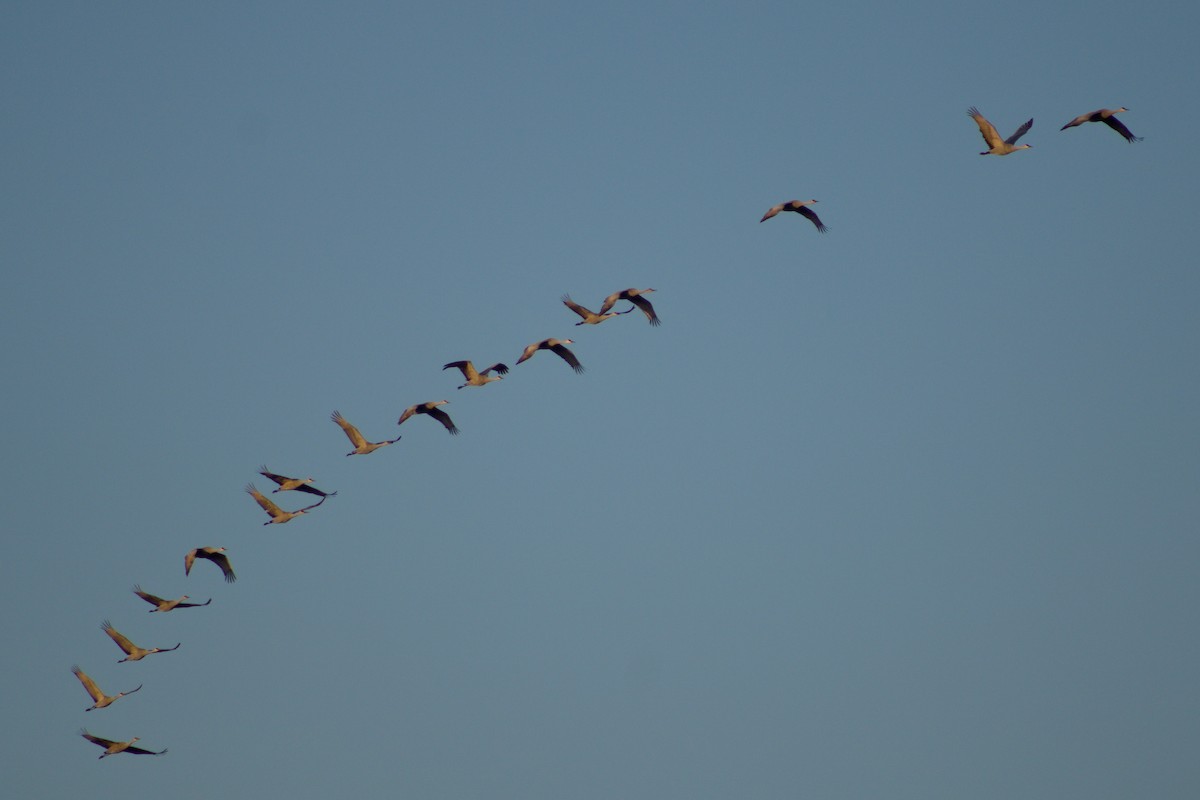 Sandhill Crane - ML646907349