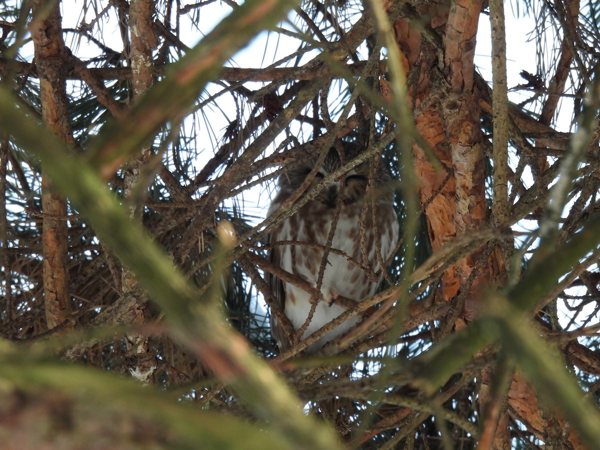 Североамериканский сыч - ML646907350