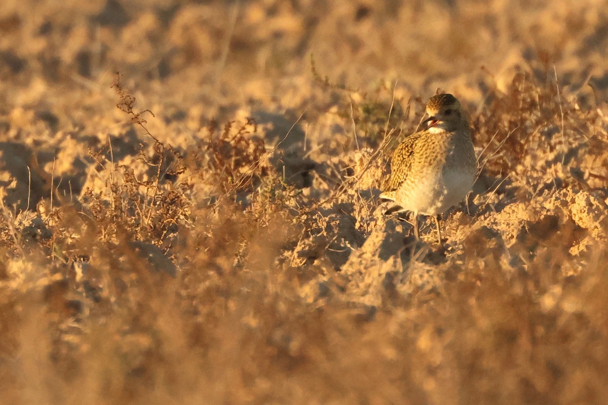 Сивка звичайна - ML646907355