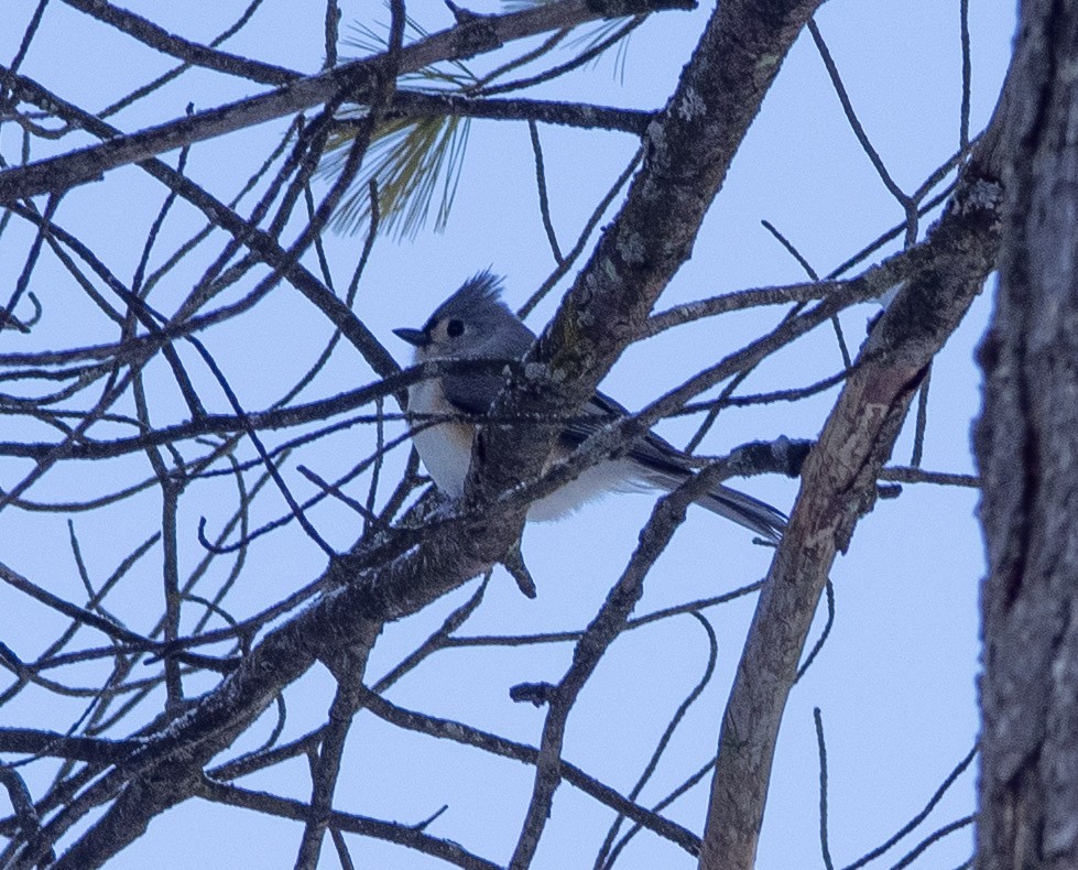 Tufted Titmouse - ML646907359