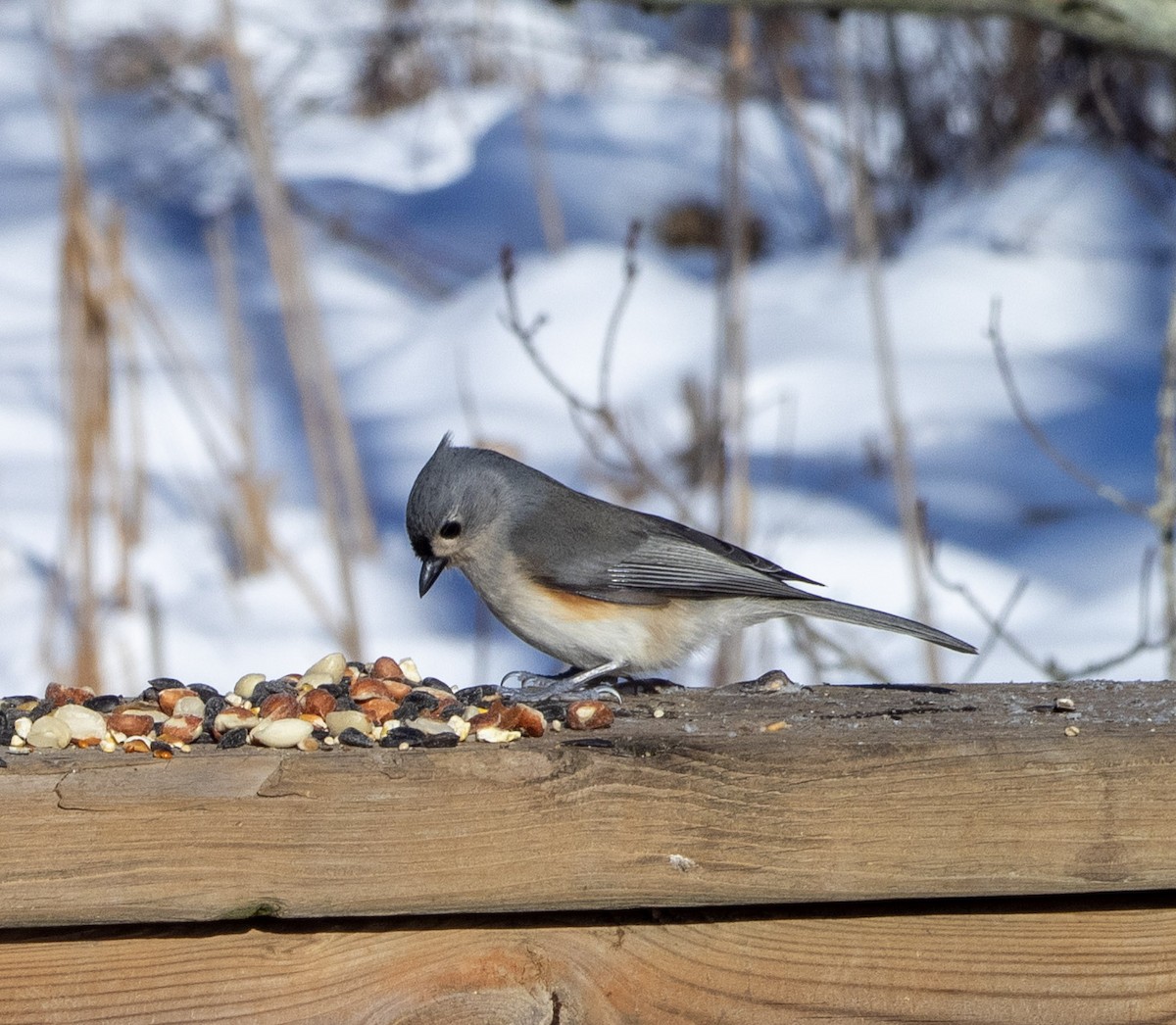Tufted Titmouse - ML646907360