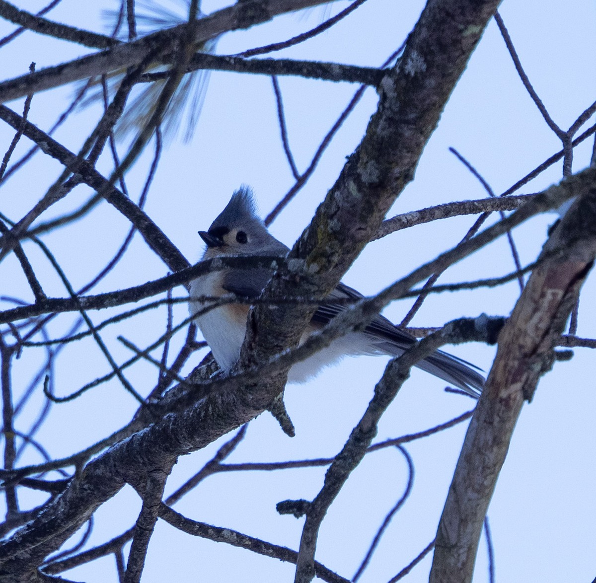 Tufted Titmouse - ML646907361