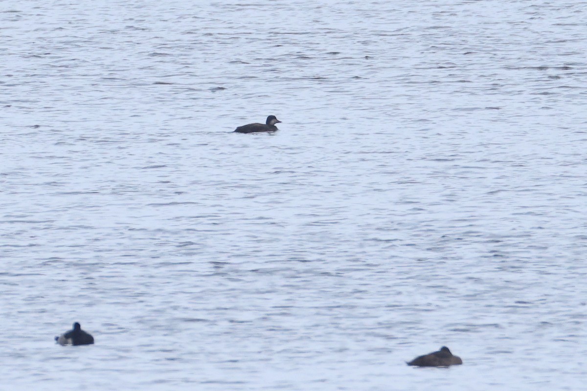 Ahatebeltz amerikarra - ML646907362