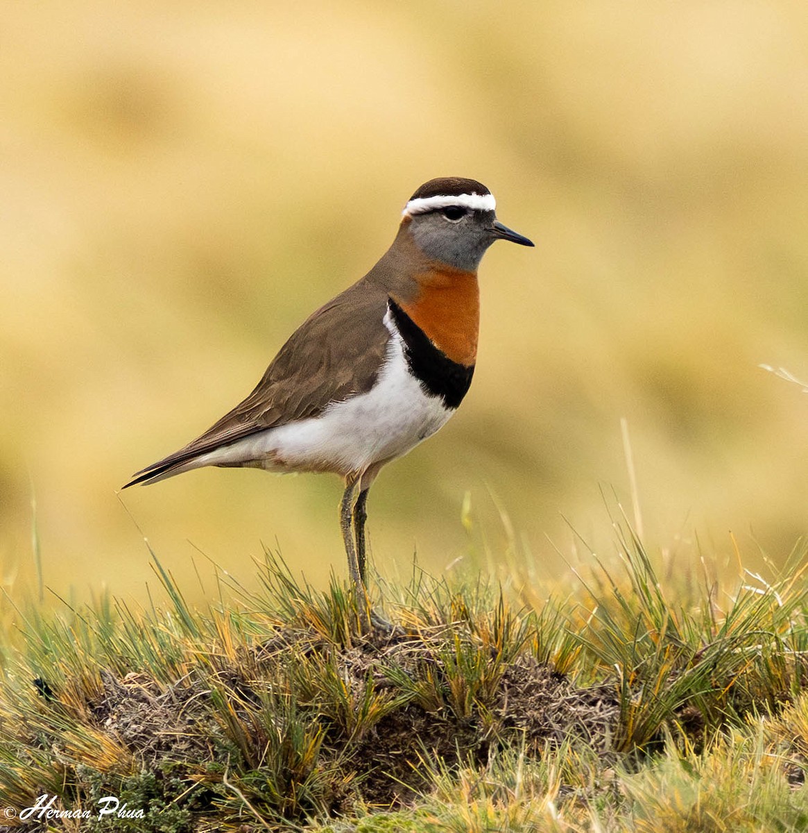 Rufous-chested Dotterel - ML646907370