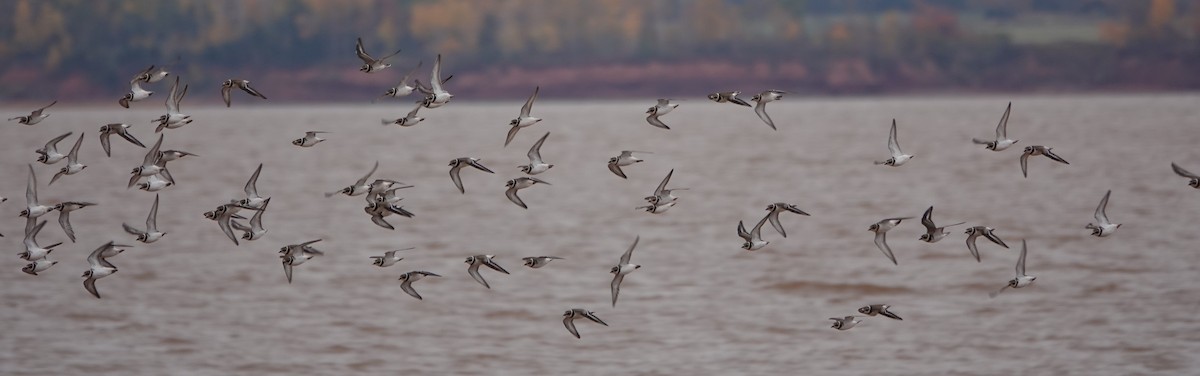 Semipalmated Plover - ML646907371