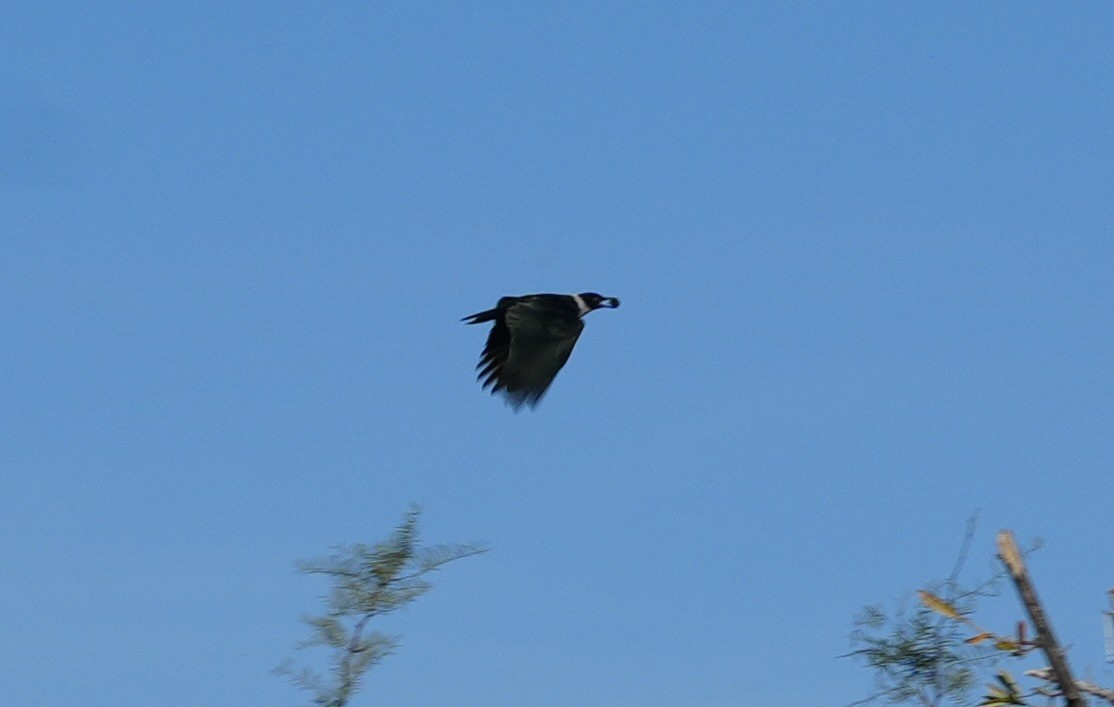 fluesnapperspett - ML646907375