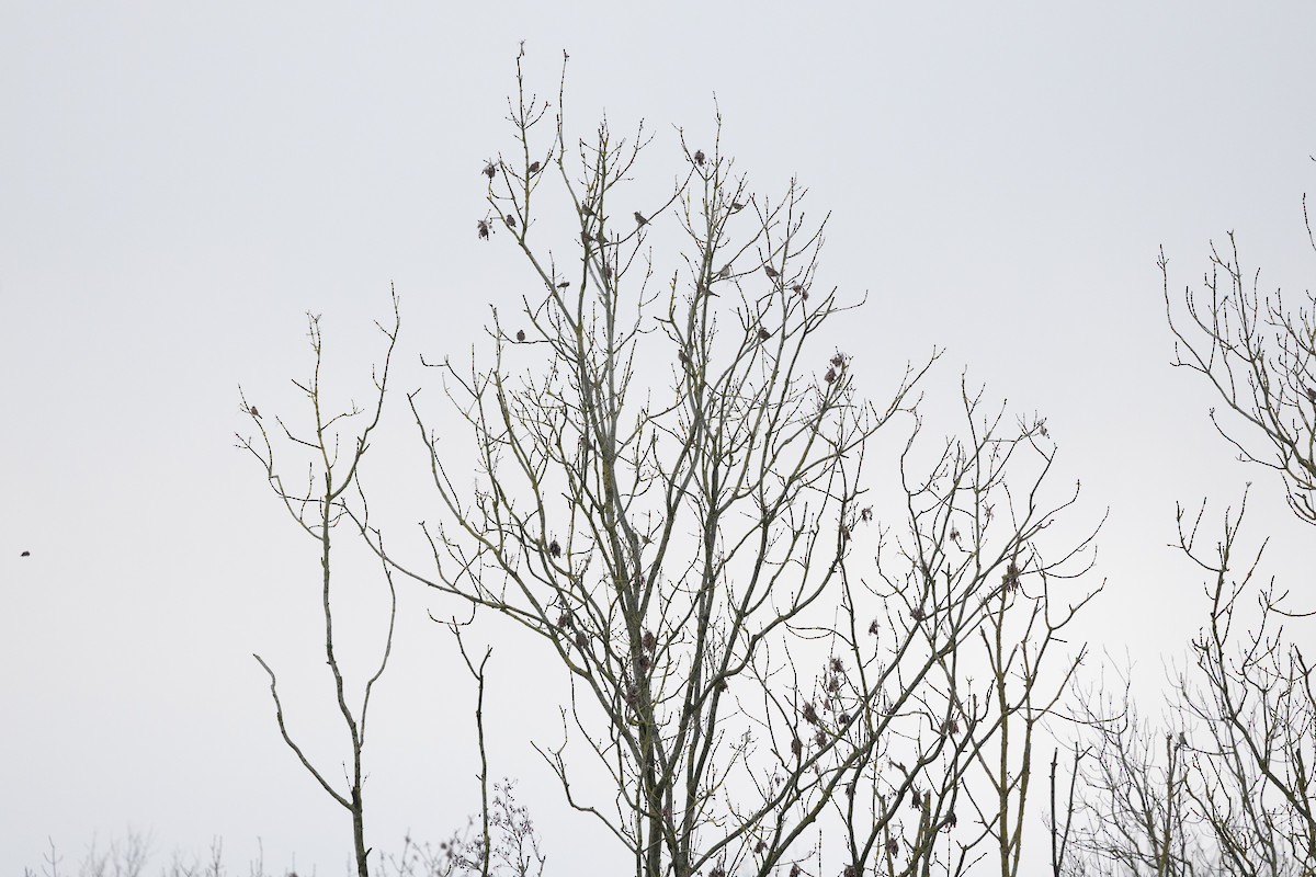 Redwing - ML646907377