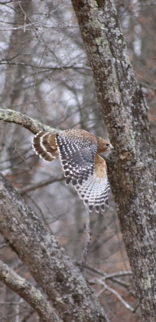 Red-shouldered Hawk - ML646907382