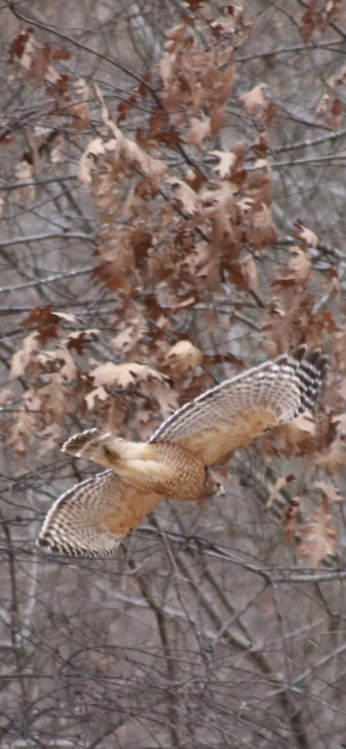 Red-shouldered Hawk - ML646907383