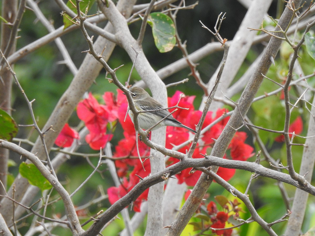 Yellow-rumped Warbler - ML646907384